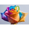 colour-petals-rose.jpg