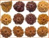 rudraksha_shivshaktipeeth.jpg