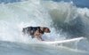 surf-dogs-wave-bre_2356047k.jpg