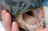 pacu-fish-teeth.jpg