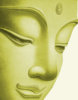 buddha-cover.jpg