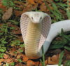 bc-monocled-cobra.jpg