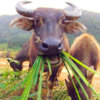 91959961-water-buffalo-cow-eating-grass-vietnam[1].jpg
