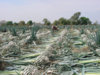 harvesting_blue_agave.jpg