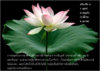 lotus_833_108.jpg