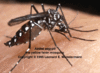 aedes1.gif