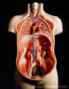 P8800007-Model_of_human_torso_showing_internal_organs-SPL.jpg