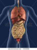 stock-photo--d-render-of-the-internal-organs-as-seen-from-the-front-with-a-silhouette-of-the-bod.jpg