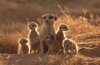 meerkat-film2_1465304i.jpg