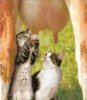 Cats milking a cow.jpg