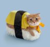 OMG! I want a sushi cat!.jpg