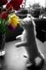 แมวดมดอกไม้.jpg