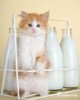 cat & milk.jpg