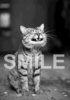 แมวยิ้ม.jpg