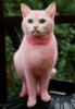 แมวสีชมพู.jpg