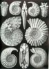 Haeckel_Ammonitida.jpg