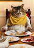 แมว Rich Cat.jpg