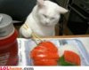 แมวกินซูชิ.jpg