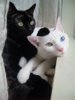 แมว ชาว+ดำ.jpg