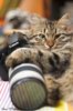 แมว+กล้อง.jpg