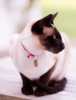 แมว A Beautiful Siamese Cat.jpg