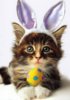 แมว Miss Daisy the Easter Kitty.jpg
