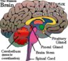 human brain-1.jpg