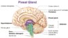 pineal-gland-[1].jpg