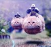 แมว Star Wars Speeder Bike Cats.jpg