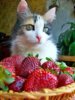 แมว Fresh berries.jpg