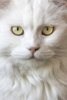 แมว white long haired cat.jpg