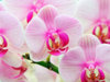 orchid-flowers-22283856-1600-1200.jpg