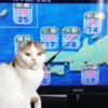 แมว weather forecaster.jpg