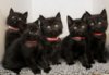 แมวแกงคฺ์ดำ.jpg
