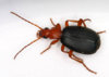 Bombardier Beetle.jpg