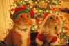 cats_dressed_as_santa_elf_02-600x399.jpg