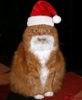 50-cats-santa-hats--large-msg-129306872099.jpg