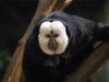 white-faced-saki.jpg