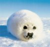 Snowy-White-Seal.jpg