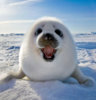 awww-cute-seal-white-snow.jpg