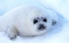 white-seal-animals.jpg