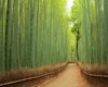 bamboo-forest-china.jpg