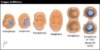 mitosis.jpg