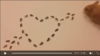 heart-arrow from a rat-1.png