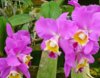 santa-barbara-orchid.jpg