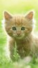 Sweet-Kitten-In-Grass-480x854.jpg