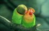 Love-Birds-Parrots-1.jpg