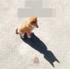 dogbat.jpg