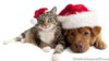 Cat-And-Dog-Wallpapers-129-1920x1080-WideWallpapersHD.jpg