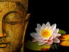buddha-wallpapers-photos-pictures-h2o-lily.jpg